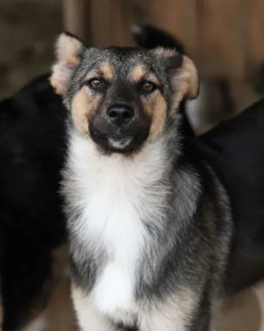 Юла
